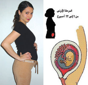 ما هو شكل بطن الحامل في الشهر الثالث؟