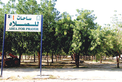شجرة اللوز في السعودية